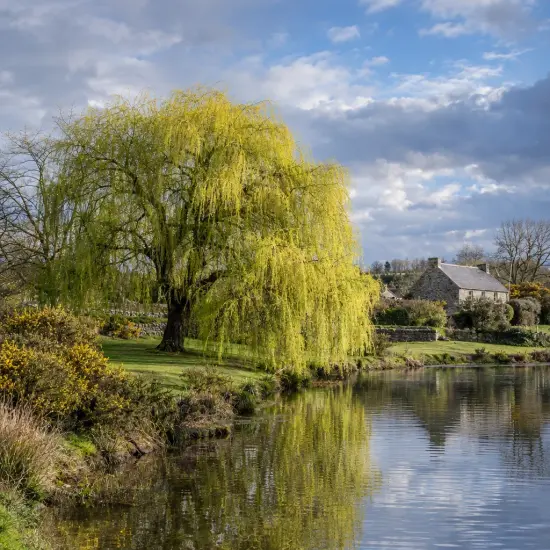 Saule pleureur 'Aurea' (Salix babylonica) — grand arbre au bord d’un étang