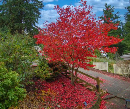 Érable rouge 'Fairview flame'