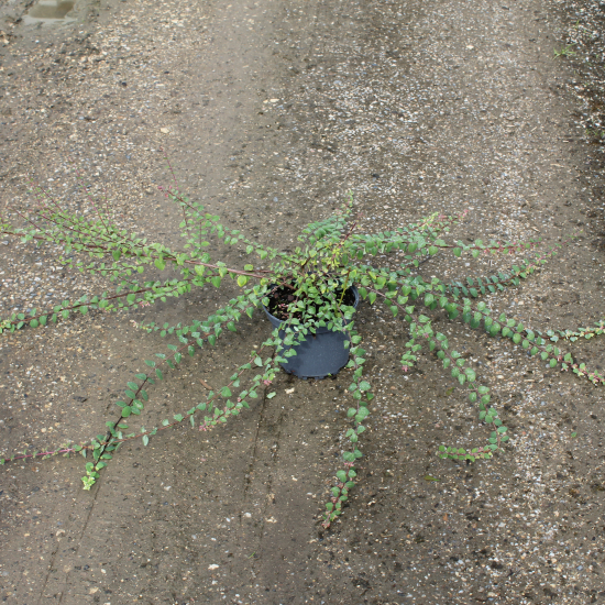 Symphorine 'Hancock'