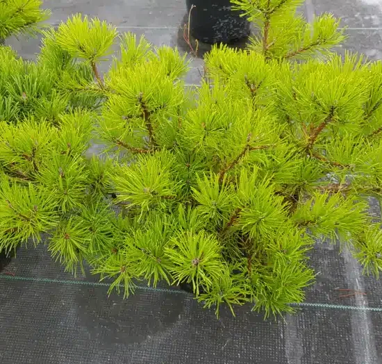 Pin de montagne 'Mughus' (Pinus) — touffe dense de rameaux à aiguilles vert vif · Pot 3L Touffe
