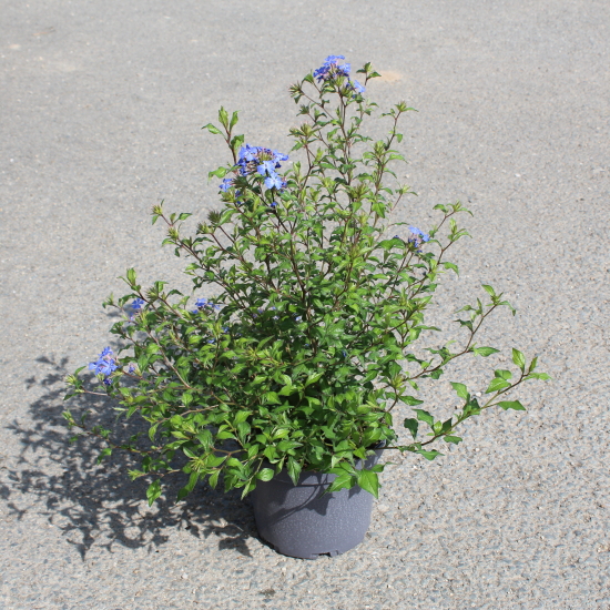 Plumbago de chine 'Forest blue'