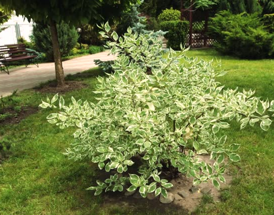 Troène du japon 'Arlequin'
