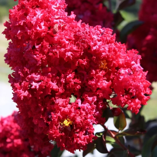 Lilas des indes 'Dynamite'