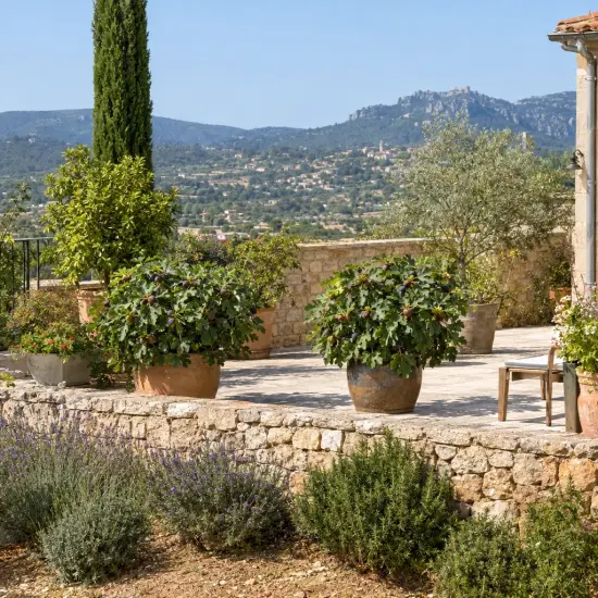 Figuier 'Fignomenal' (Ficus carica) — grands arbustes en pot sur terrasse en pierre