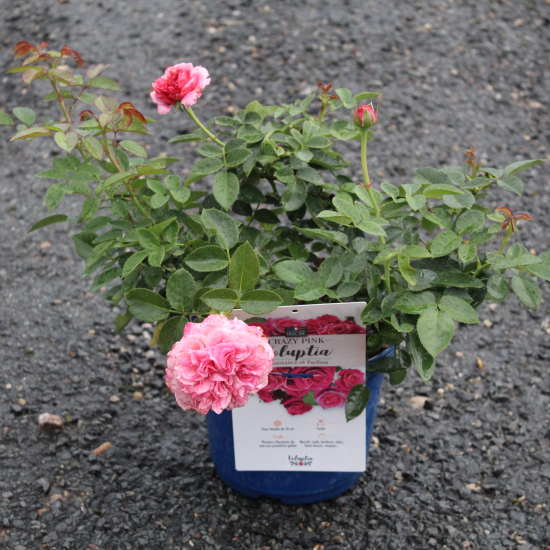 Rosier 'Crazy pink voluptia'