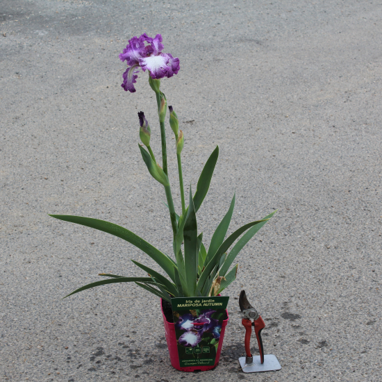 Iris d'allemagne 'Mariposa autumn violet'