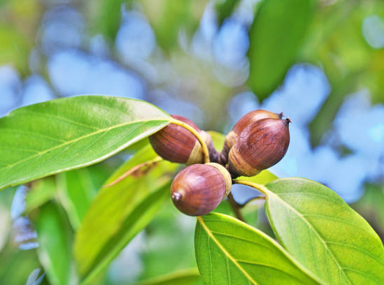 Chêne à feuilles de bambou