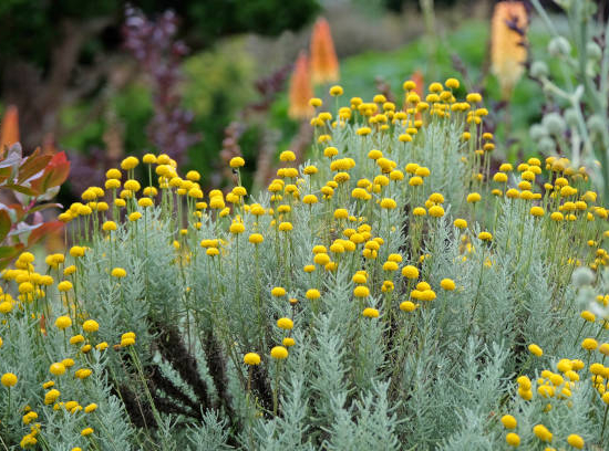 Santoline petit-cyprès 'Lemon fizz'