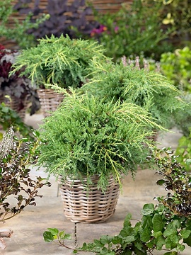Genévrier de pfitzer 'Pfitzeriana'