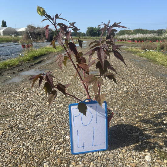 Hibiscus des marais 'Planet griotte'