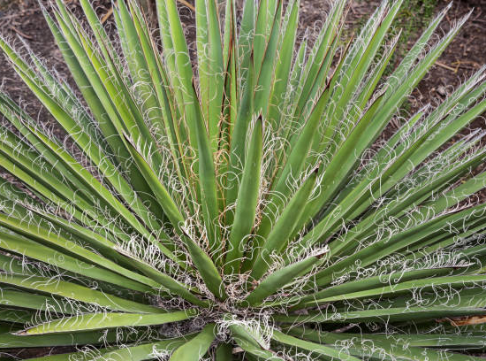 Yucca filamentosa