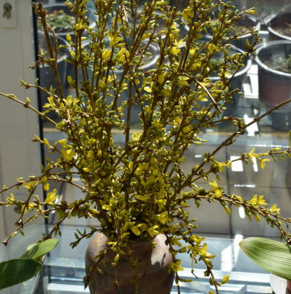 Forsythia 'Week end'