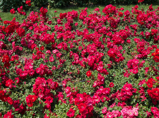 Rosier 'Rosy la sevillana '