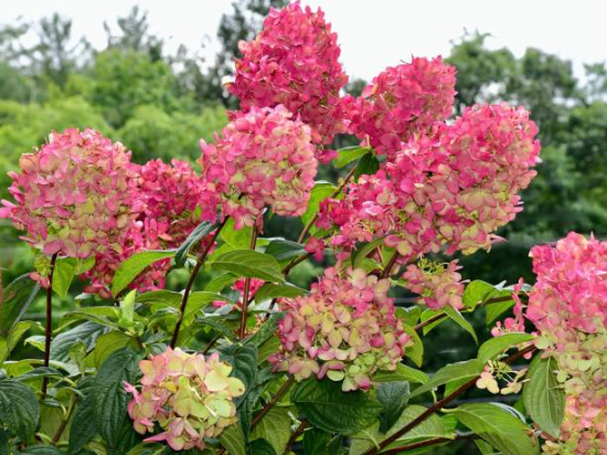 Hortensia paniculé 'Framboisine'