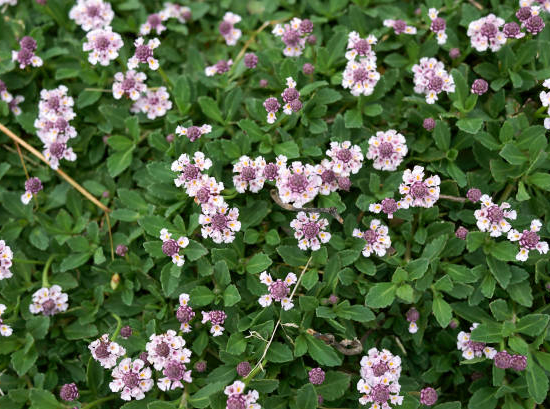 Lippia Nodiflora, Verveine du pays