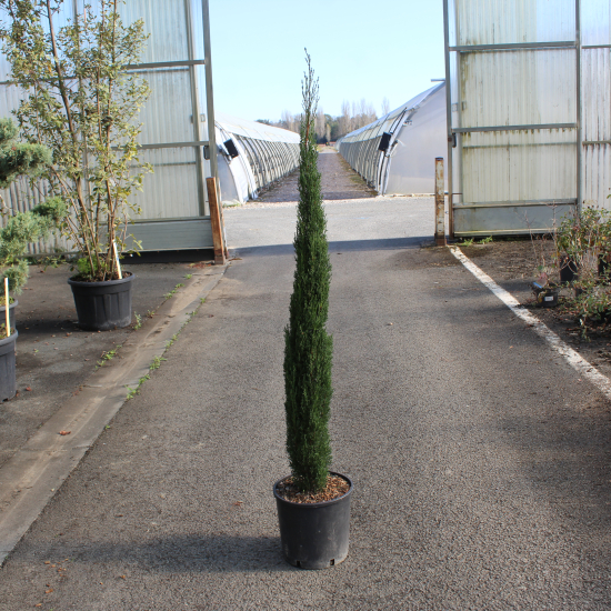 Cyprès méditerranéen 'totem'