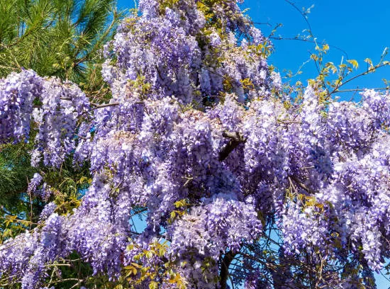 Glycine 'Black dragon' (Wisteria floribunda) — abondantes grappes de fleurs violettes pendantes