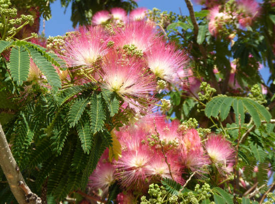 Arbre à soie 'Evey's pride'