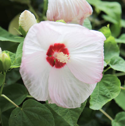 Hibiscus des marais 'Joli coeur'