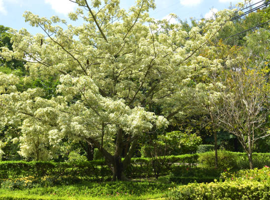 Lilas de perse
