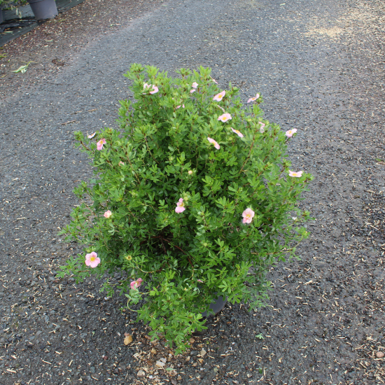 Potentille 'Pink paradise'
