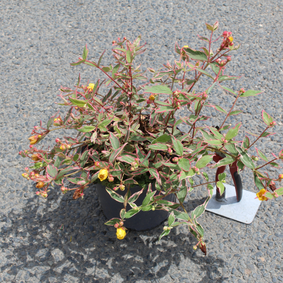 Millepertuis 'Tricolor'