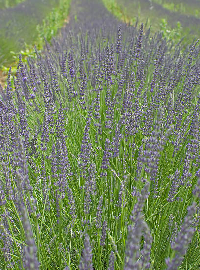 Lavandin 'Phenomenal'