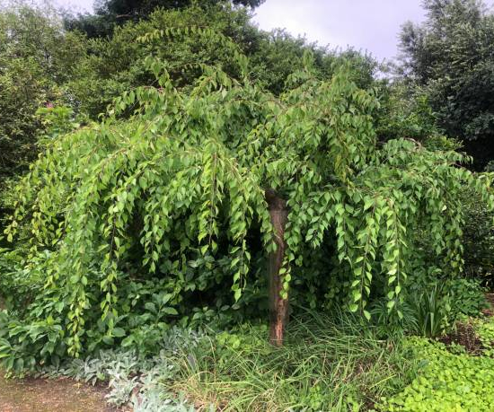 Orme pleureur 'Glabra pendula'