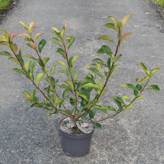 Photinia 'Red robin'
