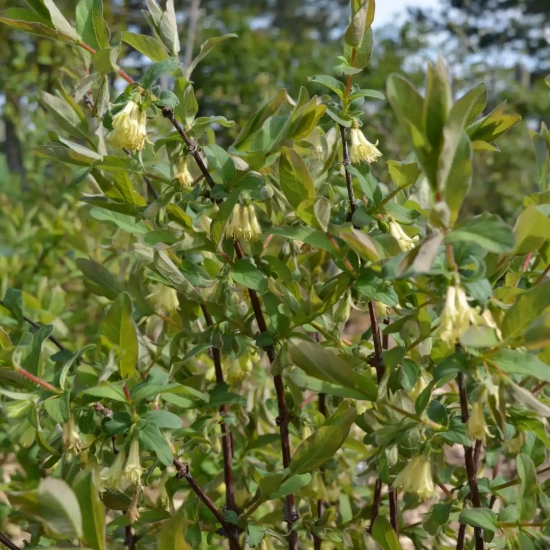 Chèvrefeuille bleu 'Fruity berry'