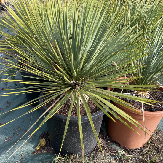 Yucca Rostrata