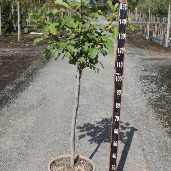 Figuier 'Sultane'