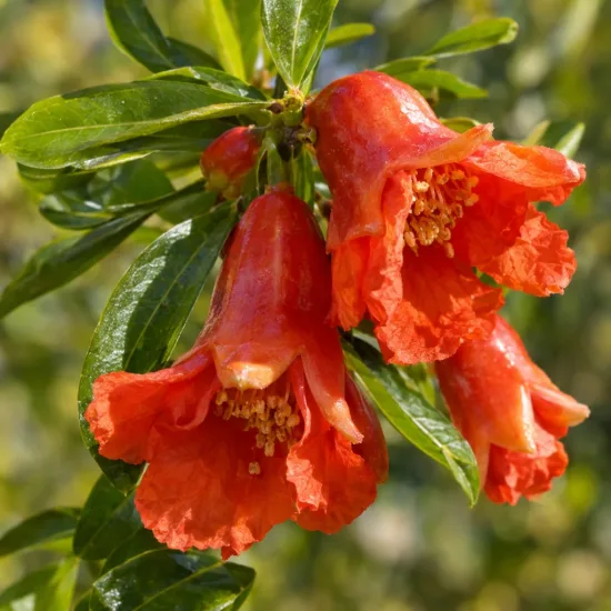 Grenadier à fruit 'Baku' (Punica granatum) — gros plan sur fleurs orange en clochettes · Photo d'illustration