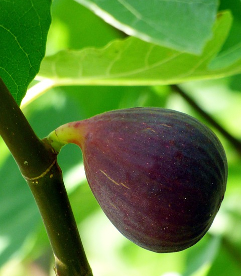Figuier breva