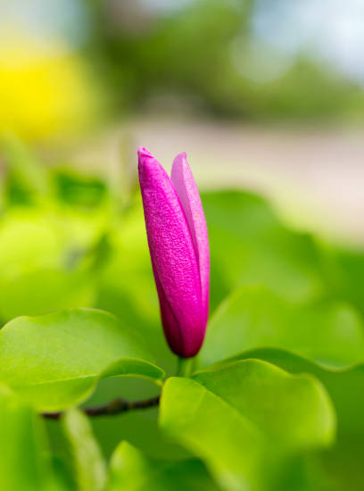 Magnolia 'Susan'