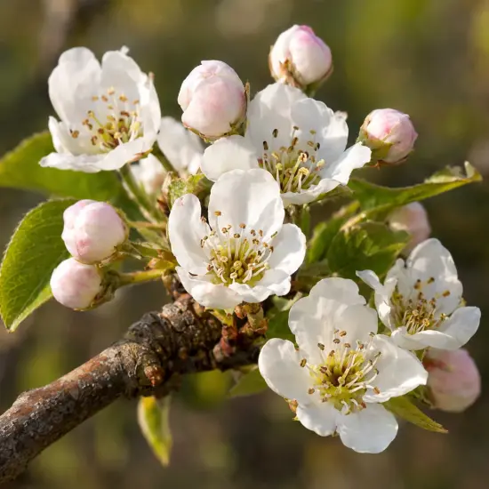 Poirier 'Duc de bordeaux' (Pyrus communis) — branche avec fleurs blanches et boutons rosés
