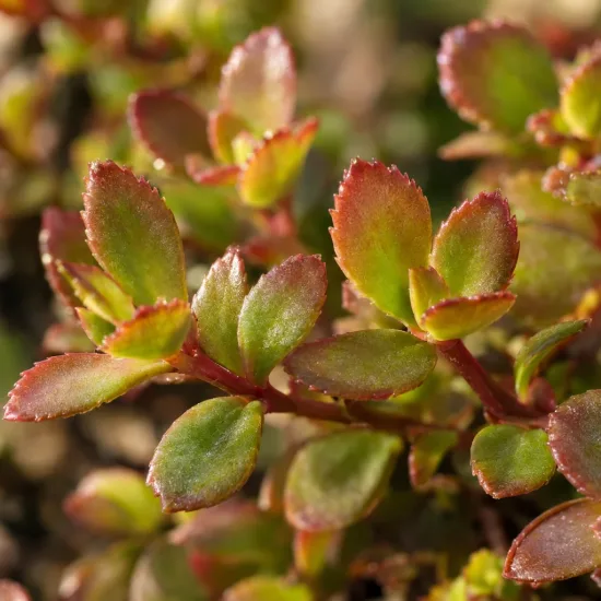 Orpin bâtard pourpre 'Coccineum atropurpureum' (Sedum spurium) — gros plan sur feuillage dense aux bords rouges · Photo d'illustration