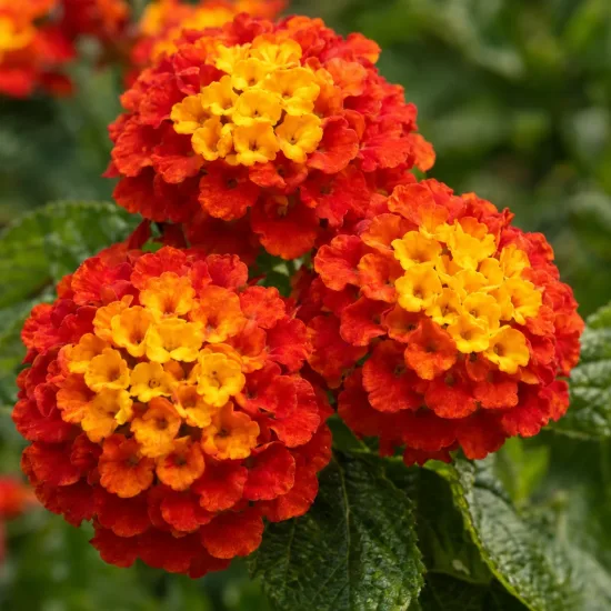 Lantanier (Lantana) — trois inflorescences orange et jaunes en gros plan