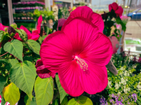 Hibiscus des marais 'Geant red'