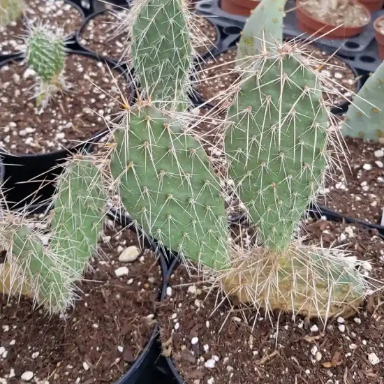 Figuier de barbarie 'Wibke' (Opuntia polyacantha) — cactus épineux en pot de pépinière