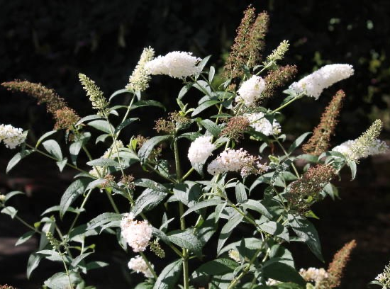 Arbre aux papillons 'white profusion'
