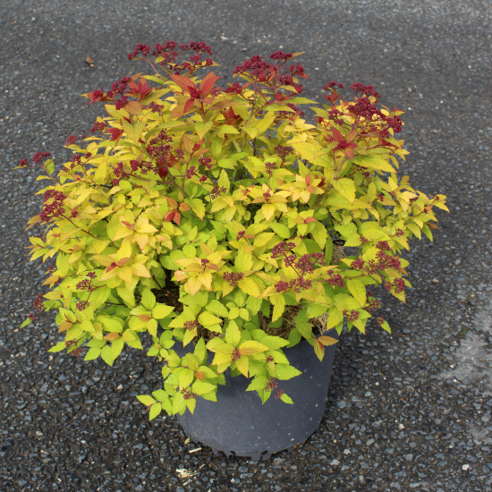 Spirée du japon 'Magic carpet'