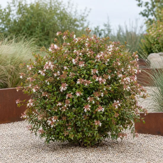 Abélia 'Lucky lots' (Abelia grandiflora) — arbuste arrondi fleuri sur graviers clairs · Photo d'illustration