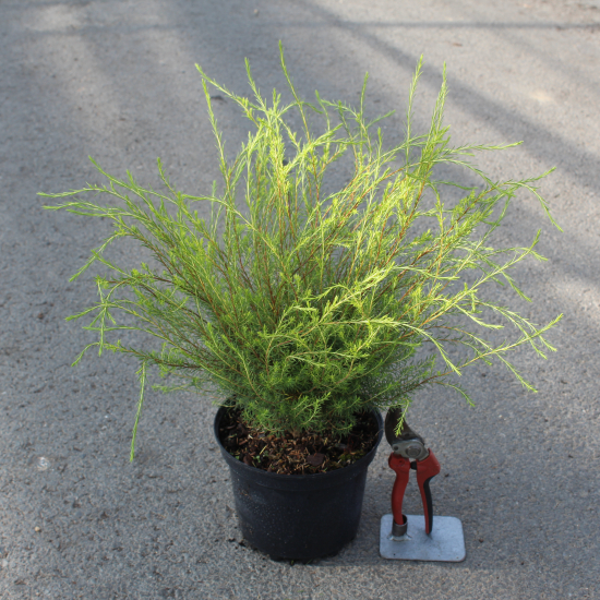 Plante du pêcheur 'Pink fountain'