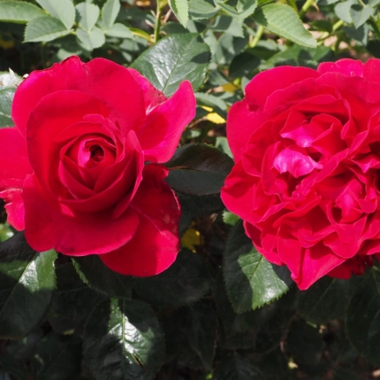 Rosier 'Rose clos de vougeot'