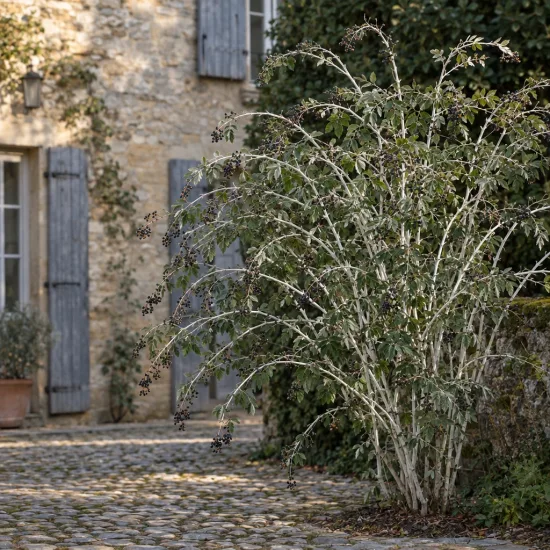 Ronce de cockburn (Rubus cockburnianus) — arbuste dressé aux tiges arquées claires en cour · Photo d'illustration