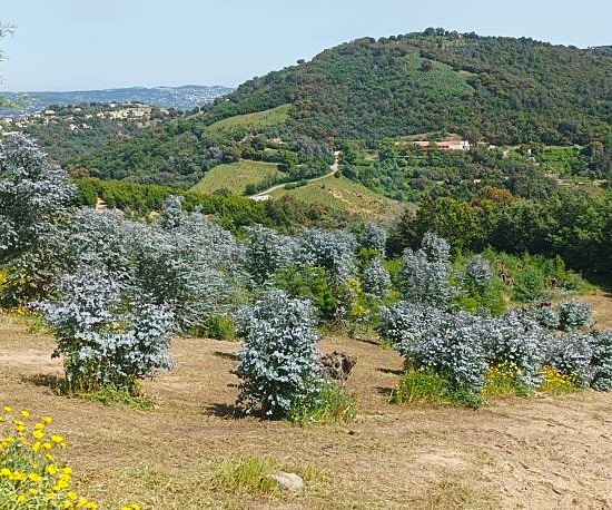 Eucalyptus à feuilles rondes 'France bleu'