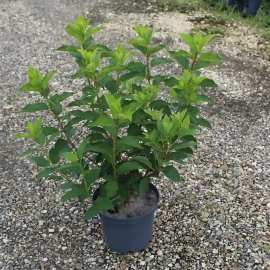Hortensia paniculé 'Unique' — Pot 5L