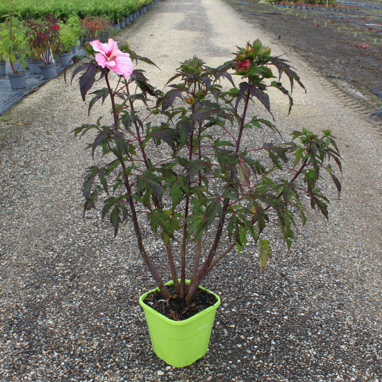 Hibiscus des marais 'Pink candy'