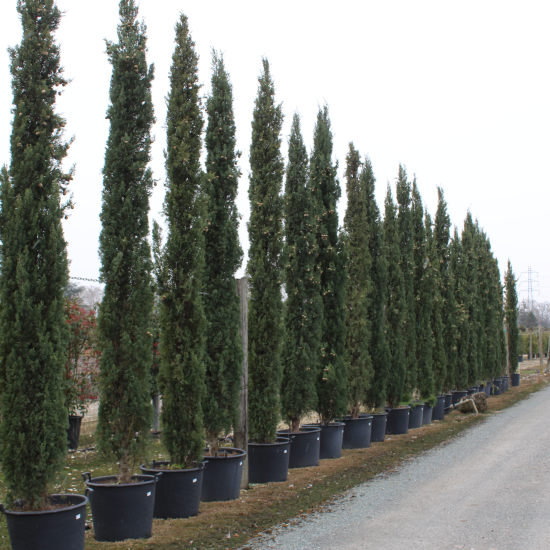 Cyprès 'Stricta'